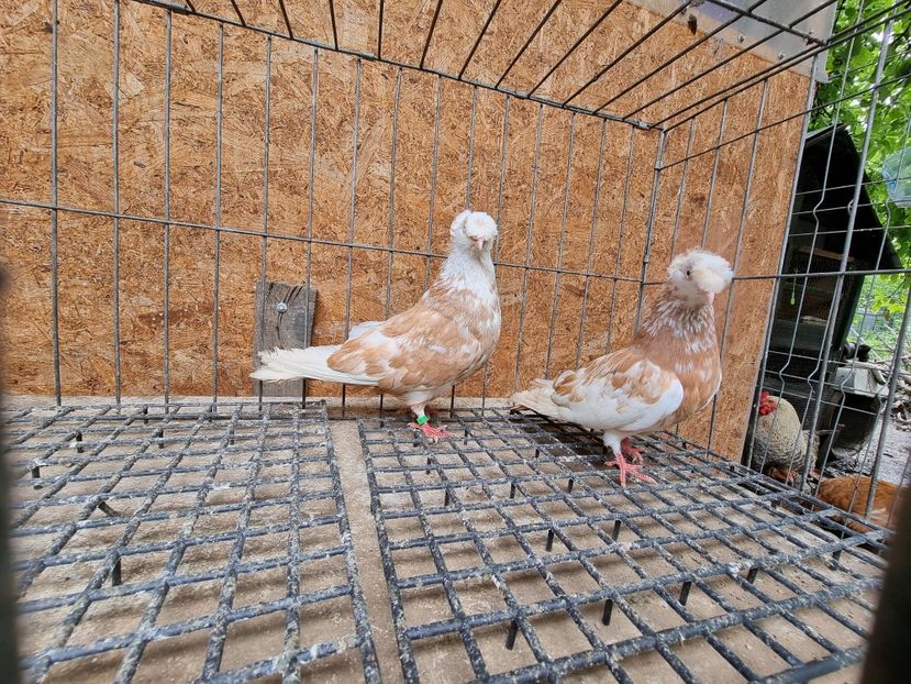  - 8-Jucatorii de Ardeal vechi