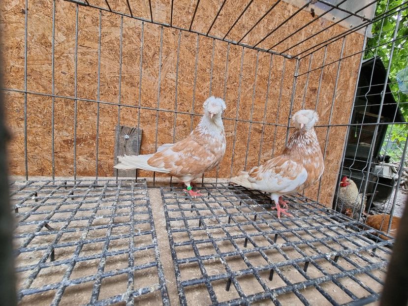  - 8-Jucatorii de Ardeal vechi