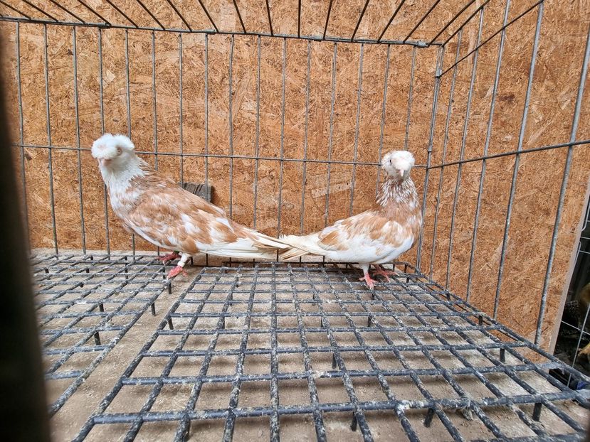  - 8-Jucatorii de Ardeal vechi