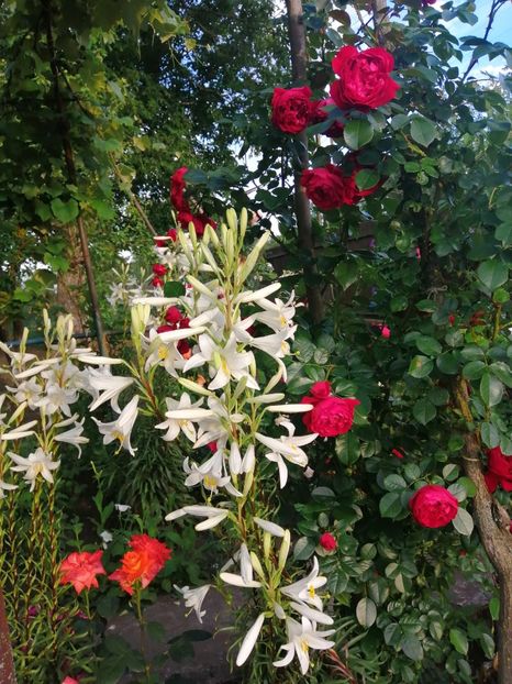  - Frumuseti la casa parinteasca