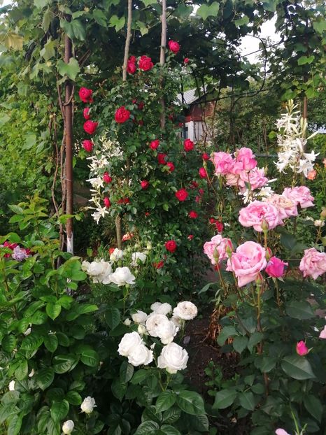  - Frumuseti la casa parinteasca