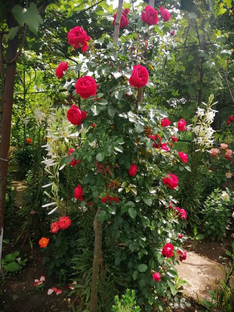  - Frumuseti la casa parinteasca