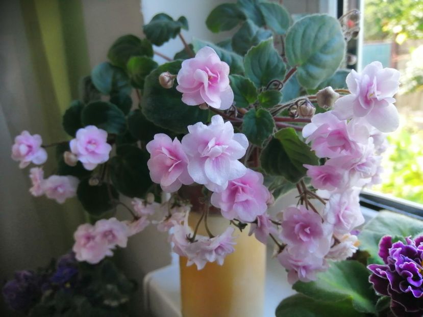  - Rob-s Vanilla Trail