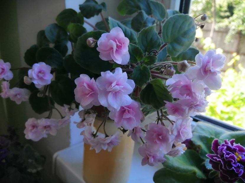  - Rob-s Vanilla Trail