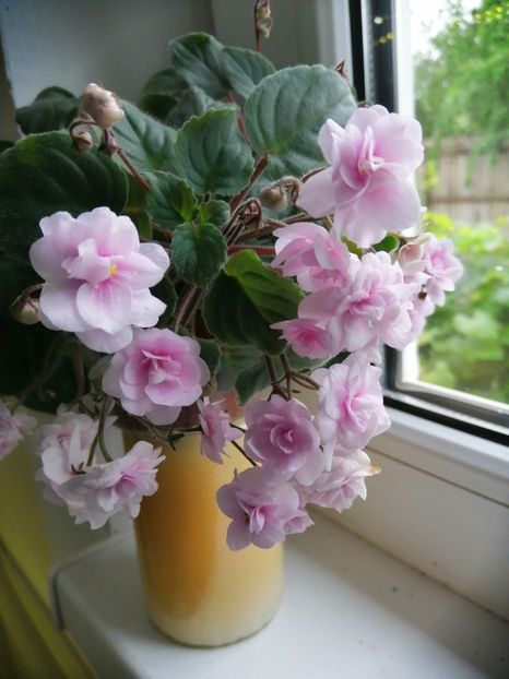  - Rob-s Vanilla Trail