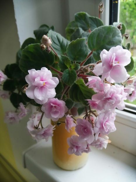  - Rob-s Vanilla Trail