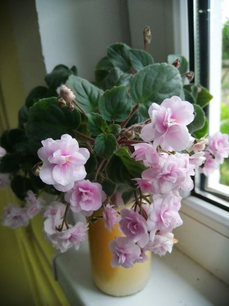  - Rob-s Vanilla Trail