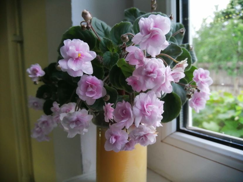  - Rob-s Vanilla Trail