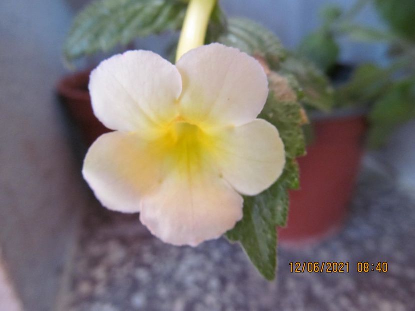 Himalayan Sunrise - ACHIMENES 2021