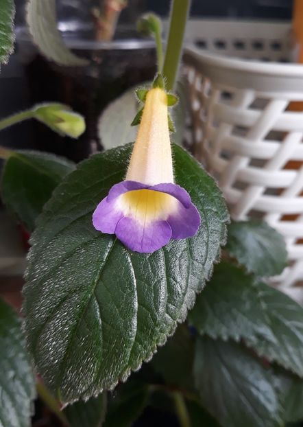  - R21 - BRID s ESTRELLA DE ORO