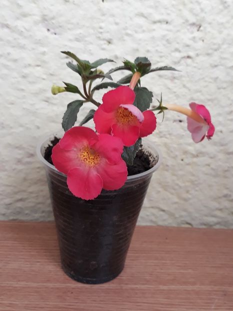 2021 - R21 - Clementine