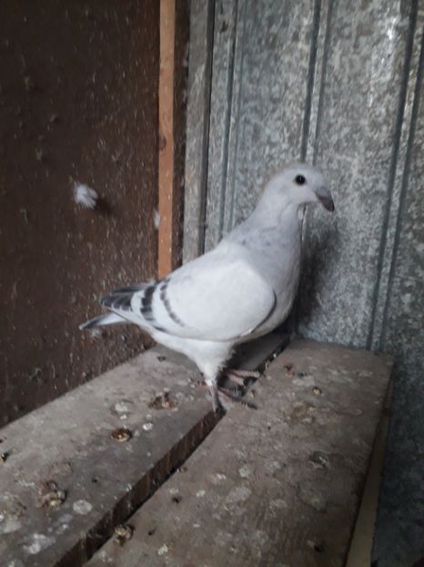 AZUR 2021 - Pui VRDF 2021