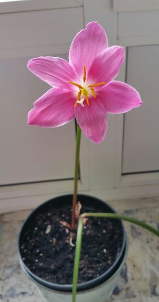 doua frunze si o floare - 2021