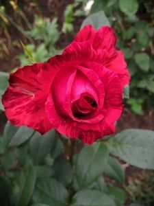  - Trandafir Theahibrid Red Intuition