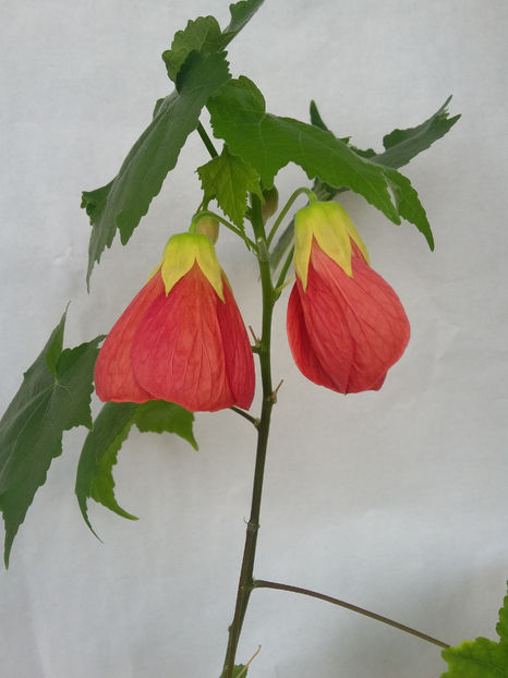 Abutilon caramiziu(18-06-2021)dd (2) - Abutiloni 2021