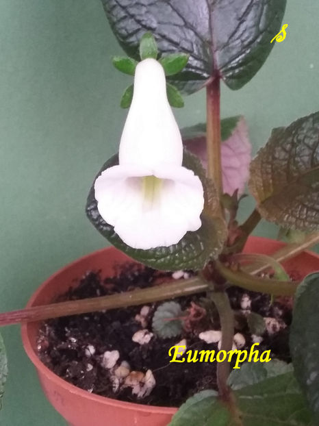 Eumorpha(18-06-2021)3 - Sinningii 2021