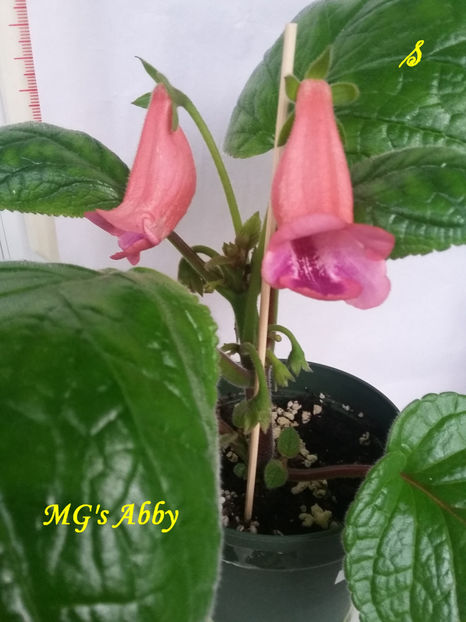 MG s Abby(18-06-2021) - Sinningii 2021