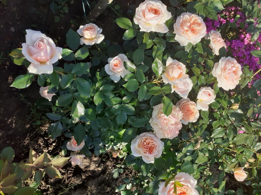  - Garden of roses -2019-2020