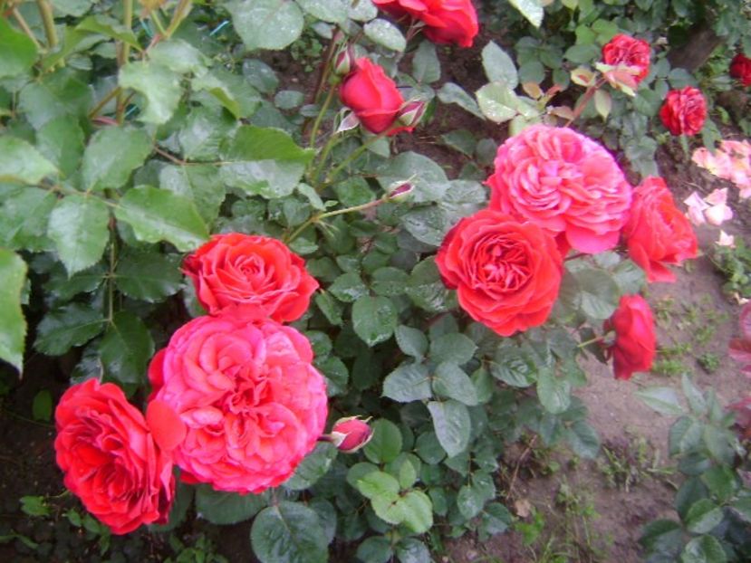  - Look good feel better floribunda Poulsen -2019