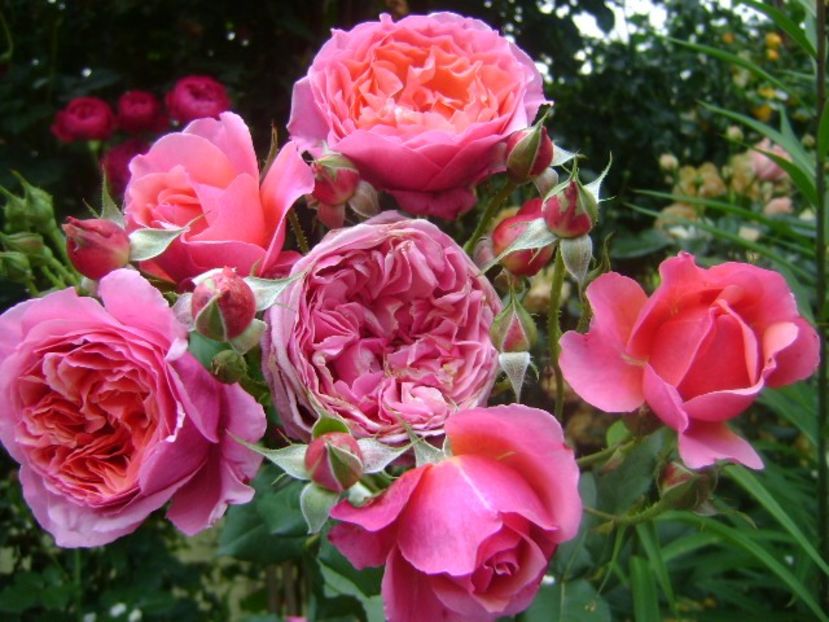  - Festival des jardins de chaumont 2019