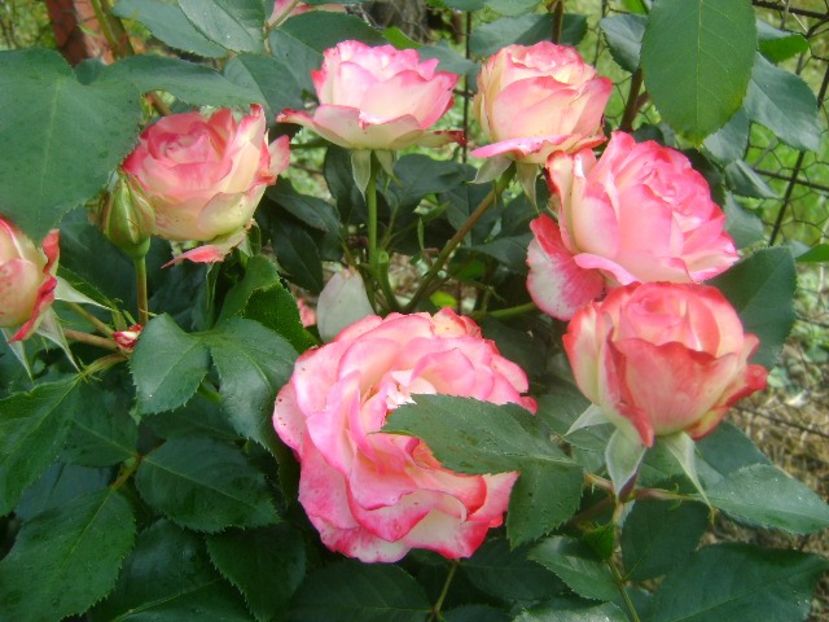  - Jubile du Prince de Monaco