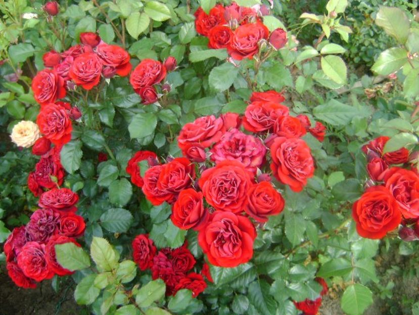  - Lavaglut floribunda Kordes-2019