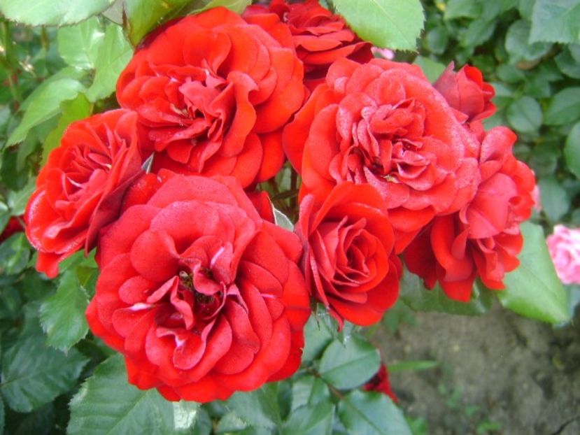  - Lavaglut floribunda Kordes-2019