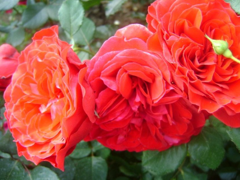  - Look good feel better floribunda Poulsen -2019