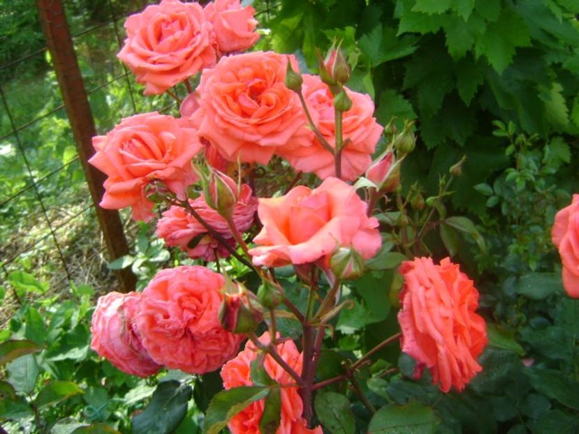  - cherry girl-Kordes