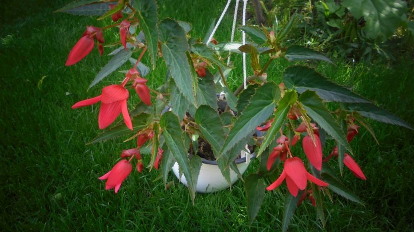 "Boliviensis" - Sclipiri 2021