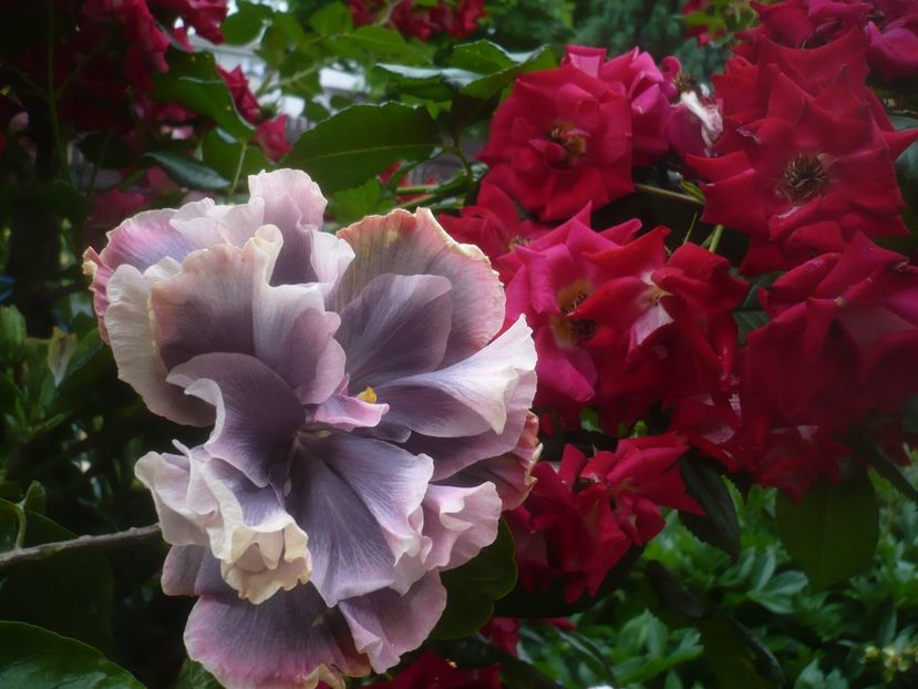 18.06.2021 - HIBISCUSI 2021-1