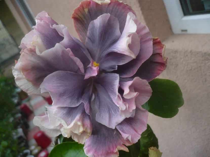 P1480615 - HIBISCUSI 2021-1