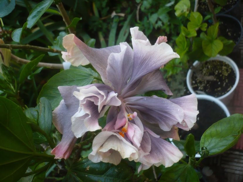 P1480616 - HIBISCUSI 2021-1