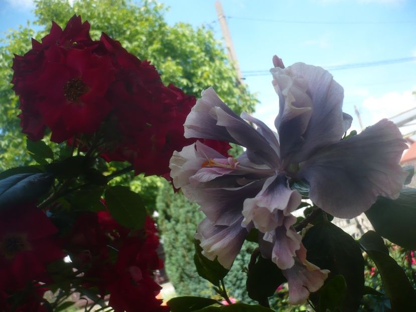 P1480617 - HIBISCUSI 2021-1