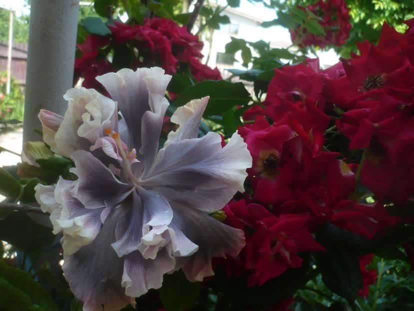 P1480618 - HIBISCUSI 2021-1