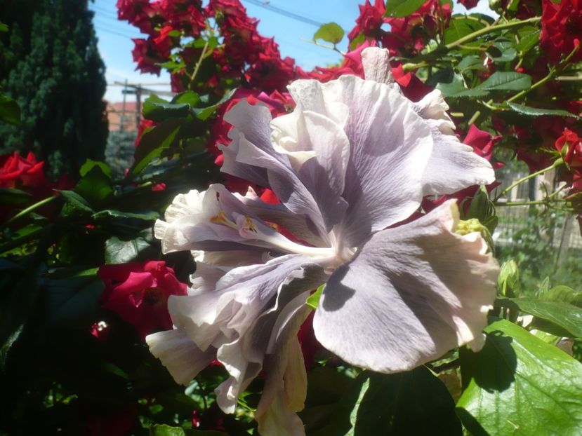 P1480637 - HIBISCUSI 2021-1