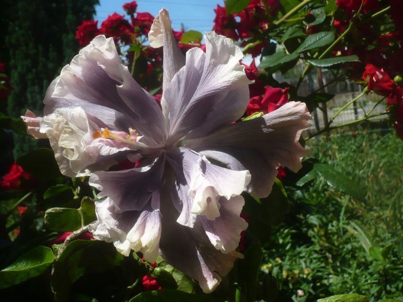 P1480638 - HIBISCUSI 2021-1