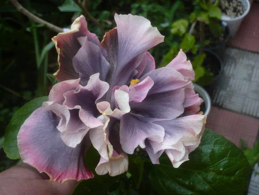 P1480610 - HIBISCUSI 2021-1