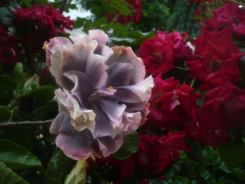 P1480611 - HIBISCUSI 2021-1