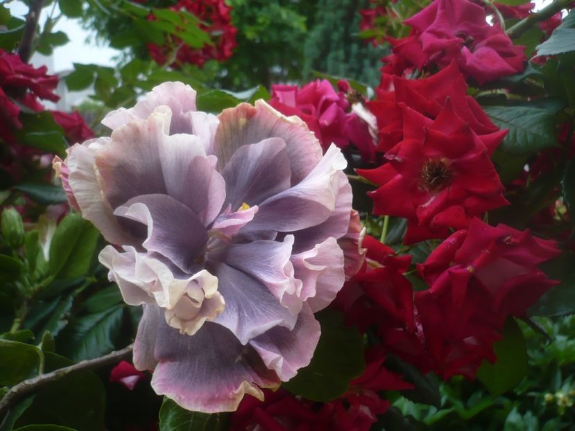 P1480612 - HIBISCUSI 2021-1