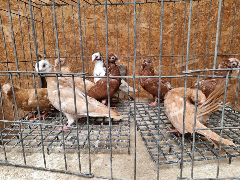  - 8-Jucatorii de Ardeal vechi