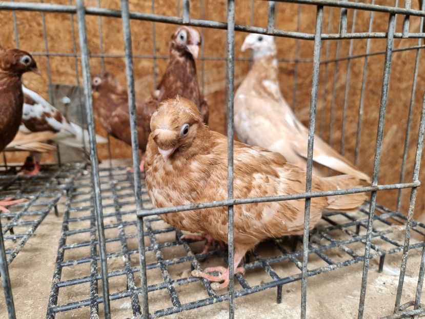  - 8-Jucatorii de Ardeal vechi