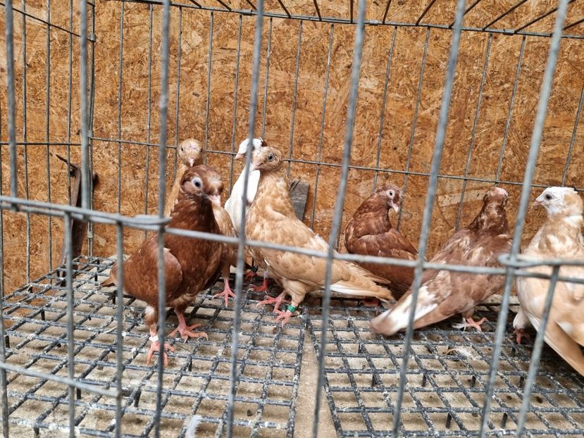  - 8-Jucatorii de Ardeal vechi