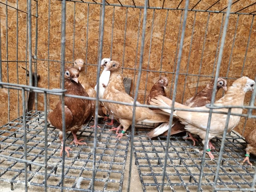  - 8-Jucatorii de Ardeal vechi