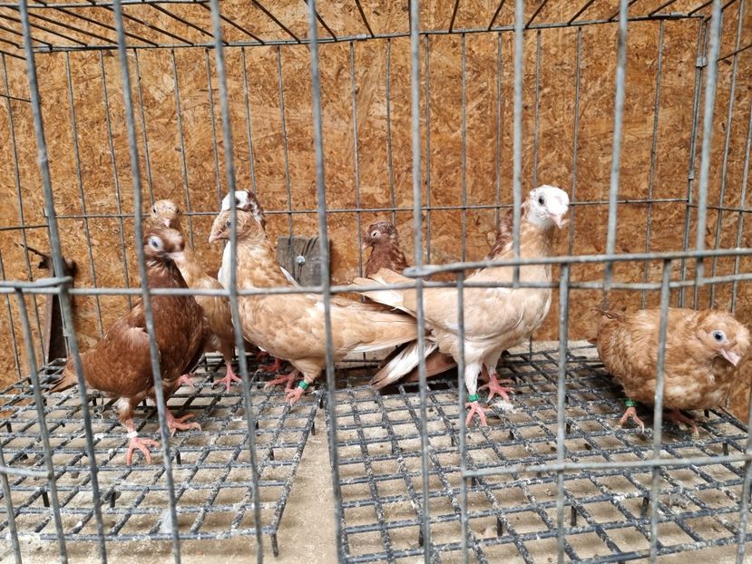  - 8-Jucatorii de Ardeal vechi