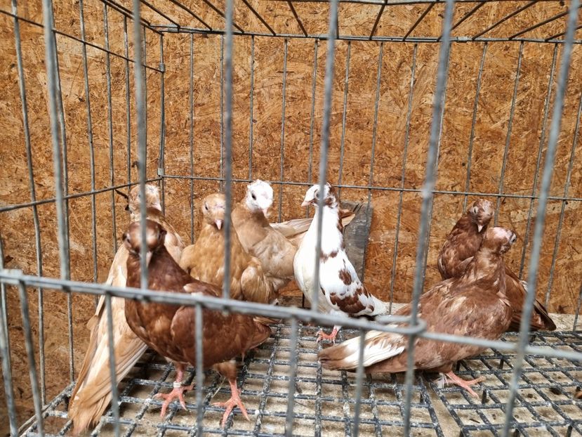  - 8-Jucatorii de Ardeal vechi