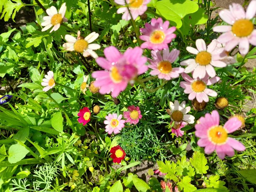  - Argyranthemum frutescens Comet Pink