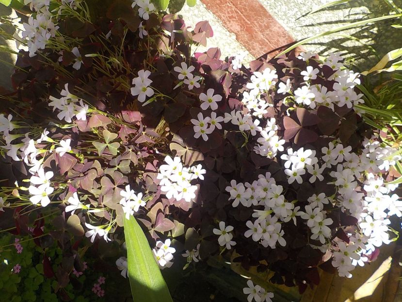  - oxalis triangularis