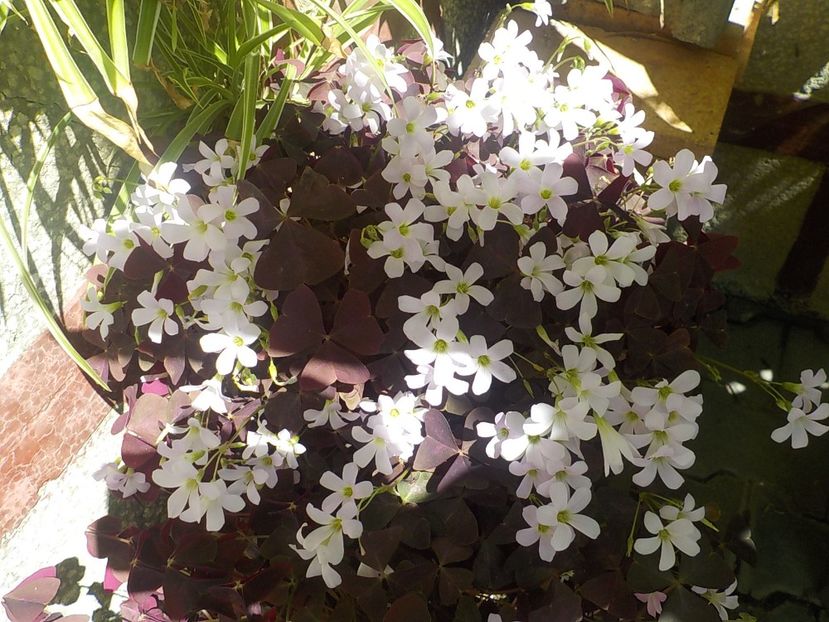  - oxalis triangularis