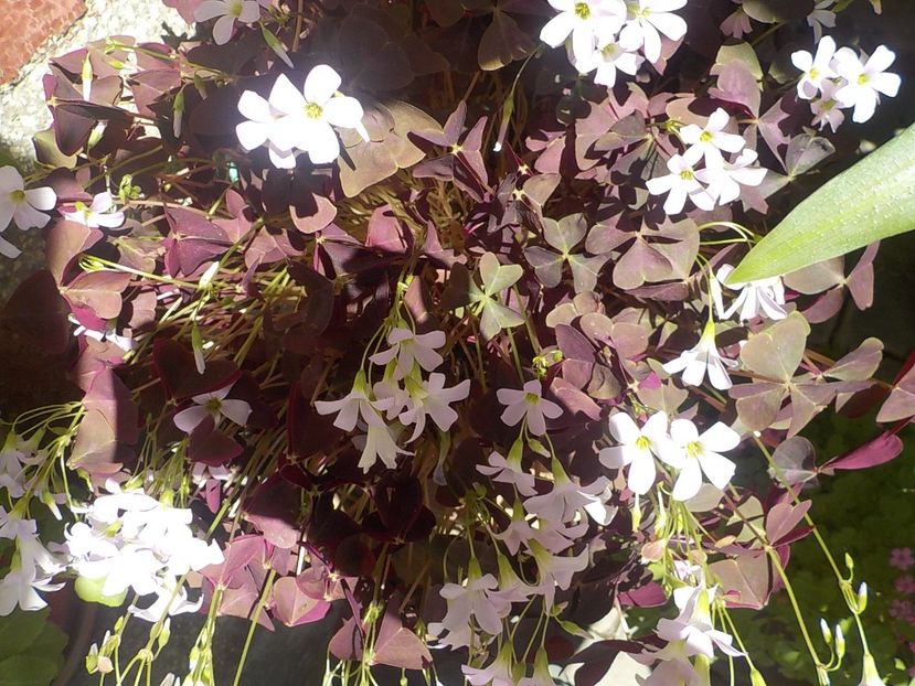  - oxalis triangularis